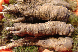 삼성 디지털카메라 S500 (2.4