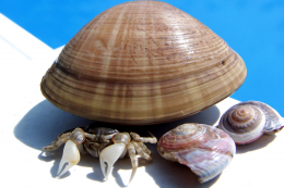 아이리버 MP3플레이어 U10(2G) + 크래들 + 충전기